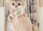 British shorthair golden chinchilla Ram - British Shorthair Kitten For Sale - WA&comma; US