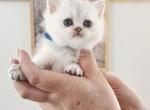British shorthair silver chinchilla Buddy - British Shorthair Kitten For Sale - WA&comma; US