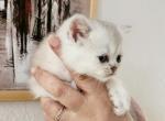 British shorthair chinchilla kitten Luna - British Shorthair Kitten For Sale - WA&comma; US