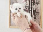 British shorthair chinchilla kitten Kate - British Shorthair Kitten For Sale - WA&comma; US