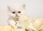 British Longhaired kitty Freya - British Shorthair Kitten For Sale - WA&comma; US