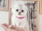 Scottish fold chinchilla kitten Martha - Scottish Fold Kitten For Sale - WA&comma; US