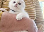 Scottish fold chinchilla kitten Sandra - Scottish Fold Kitten For Sale - WA&comma; US