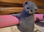 Diamond from Tutti Frutti Katsumi - British Shorthair Kitten For Sale - 