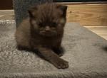 Django from Tutti Frutti Katsumi - British Shorthair Kitten For Sale - 