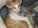 Orange - Oriental Kitten For Sale - Brooklyn&comma; NY&comma; US