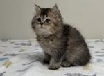 Victoria - British Shorthair Kitten For Sale - 