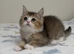 Rosalie - British Shorthair Kitten For Sale - Puyallup&comma; WA&comma; US