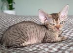 Tobby - Devon Rex Kitten For Sale - Brooklyn&comma; NY&comma; US