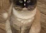 King Alvar - Ragdoll Cat For Sale/Service - Double Springs&comma; AL&comma; US