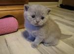 Durango from Tutti Frutti Katsumi - British Shorthair Kitten For Sale - 
