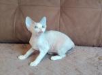 Taisia - Devon Rex Kitten For Sale - Brooklyn&comma; NY&comma; US