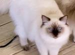 King Mr Cocoa Fluff - Ragdoll Kitten For Sale - Double Springs&comma; AL&comma; US
