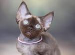Chocolate - Devon Rex Kitten For Sale - Brooklyn&comma; NY&comma; US