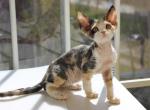Calico - Devon Rex Kitten For Sale - Brooklyn&comma; NY&comma; US