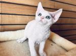 Snowflake - Devon Rex Kitten For Sale - Brooklyn&comma; NY&comma; US
