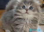 Marcus - Munchkin Kitten For Sale - Pembroke Pines&comma; FL&comma; US
