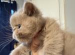 Exotic lilac shorthair kitten - Exotic Kitten For Sale - Altamonte Springs&comma; FL&comma; US