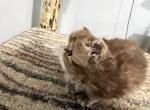 Persian chocolate tabby - Persian Kitten For Sale - Altamonte Springs&comma; FL&comma; US