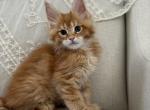 Hailey of Kingdom of Northumbria - Maine Coon Kitten For Sale - 