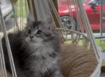 Elena reserved - Maine Coon Kitten For Sale - Corwin&comma; OH&comma; US