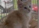 Klause - Maine Coon Kitten For Sale - Corwin&comma; OH&comma; US