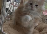 Elija - Maine Coon Kitten For Sale - Corwin&comma; OH&comma; US