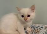 Ice Cream - Ragdoll Kitten For Sale - Amherst&comma; NH&comma; US