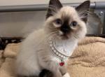 Mitted Seal Point Female - Ragdoll Kitten For Sale - Ionia&comma; MI&comma; US