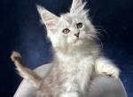 Ulinka - Maine Coon Kitten For Sale - NY&comma; US