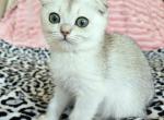 MiMi - Scottish Fold Kitten For Sale - New York&comma; NY&comma; US