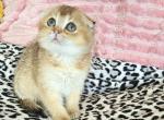 Pixie - Scottish Fold Kitten For Sale - New York&comma; NY&comma; US