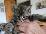 Buddy - Maine Coon Kitten For Sale - Van Horne&comma; IA&comma; US