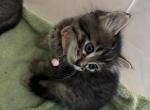 Mr Princess - Domestic Cat For Sale - Plainfield&comma; IL&comma; US