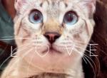 Navi Spring Litter Wait List - Bengal Kitten For Adoption - Foster&comma; RI&comma; US