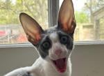 Male Cornish Rex - Cornish Rex Kitten For Sale - 