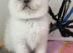 Vanila - British Shorthair Kitten For Sale - Brooklyn&comma; NY&comma; US