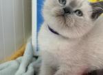 Sugar - British Shorthair Kitten For Sale - Brooklyn&comma; NY&comma; US