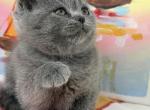 Zara - British Shorthair Kitten For Sale - Brooklyn&comma; NY&comma; US