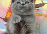 Zara - British Shorthair Kitten For Sale - Brooklyn&comma; NY&comma; US