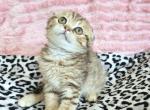 Honey - Scottish Fold Kitten For Sale - New York&comma; NY&comma; US