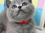 Olivia - British Shorthair Kitten For Sale - Brooklyn&comma; NY&comma; US