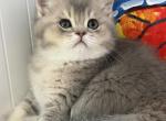 Robert - Scottish Straight Kitten For Sale - Brooklyn&comma; NY&comma; US