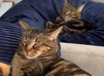 Mochi - Exotic Cat For Sale - 