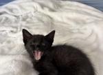 Black fur kittens - American Shorthair Kitten For Sale - 