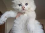bella - Ragdoll Kitten For Sale - Brooklyn&comma; NY&comma; US