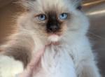 vinny - Ragdoll Kitten For Sale - Brooklyn&comma; NY&comma; US