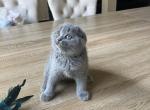Scottish fold blue girl - Scottish Fold Kitten For Sale - 