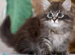 Felix - Siberian Kitten For Sale - Pembroke Pines&comma; FL&comma; US