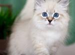 Fantasy - Siberian Kitten For Sale - Pembroke Pines&comma; FL&comma; US
